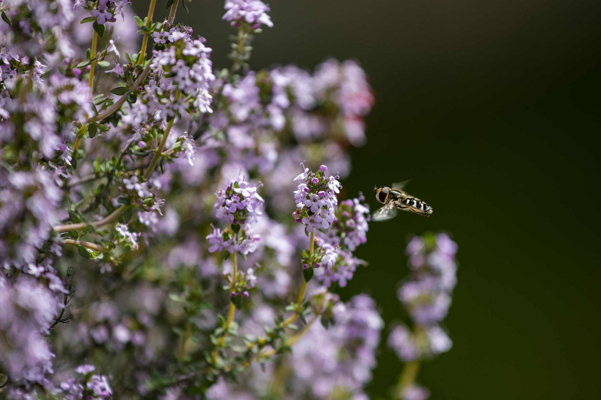 Mosca Syrphidae Insecticidio